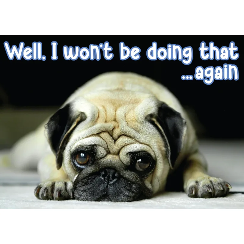 Pug Dog Photo Sorry Card for Guilty Apologies