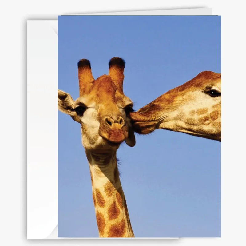 Giraffes Close Up Love Card for Wildlife Lovers