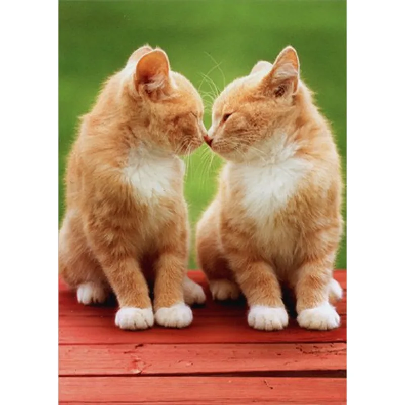 Two Orange Kittens Friendship Card: A Sweet Greeting for Best Friends