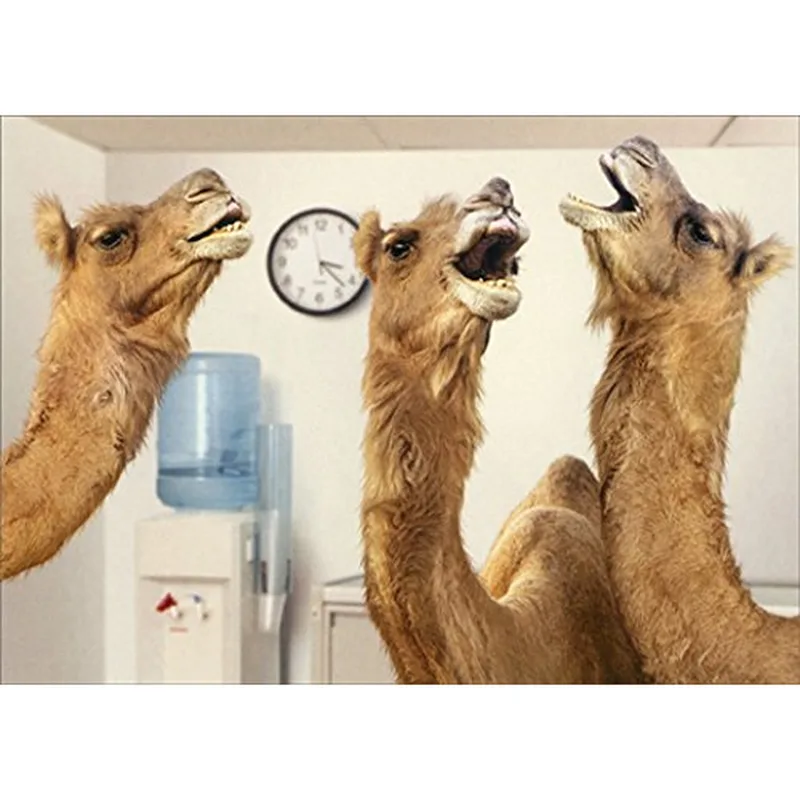 Office Camel Card: Three Camels at the Water Cooler