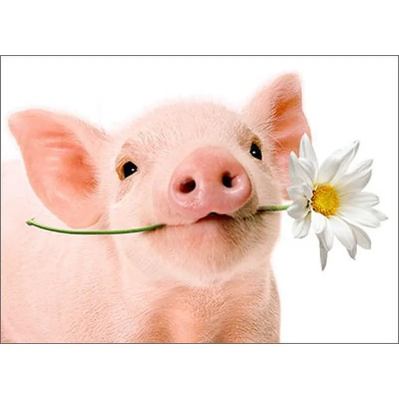 Pig with Daisy Card – Pink piglet holding a white daisy in its mouth – Greeting Card in black