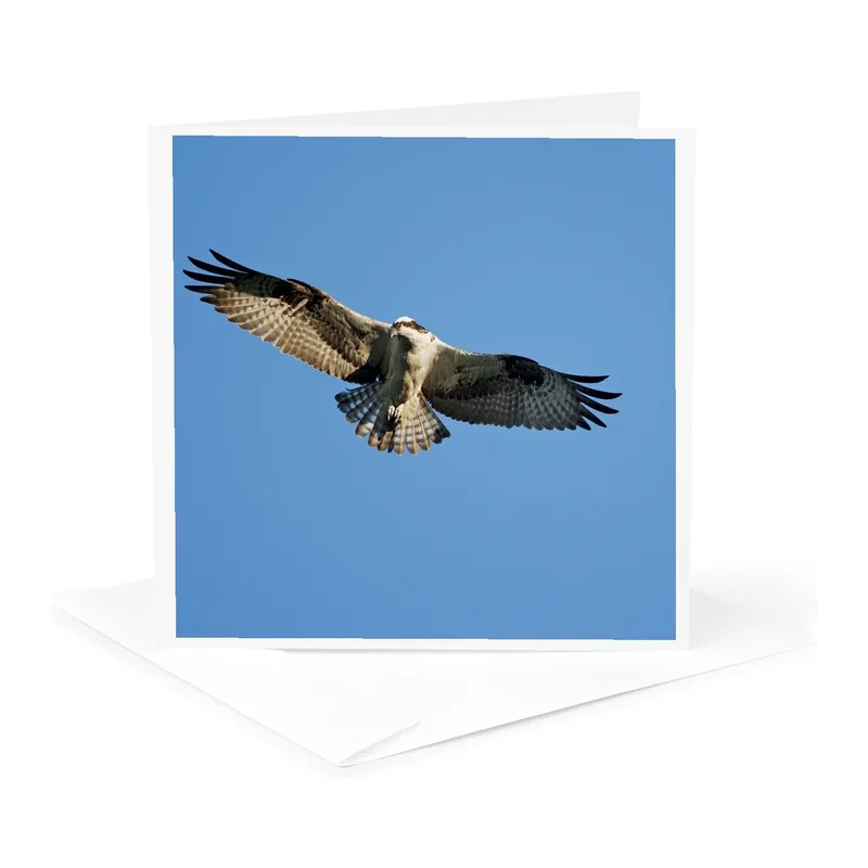 Bird Watcher Card: A Soaring Osprey Against Blue Sky