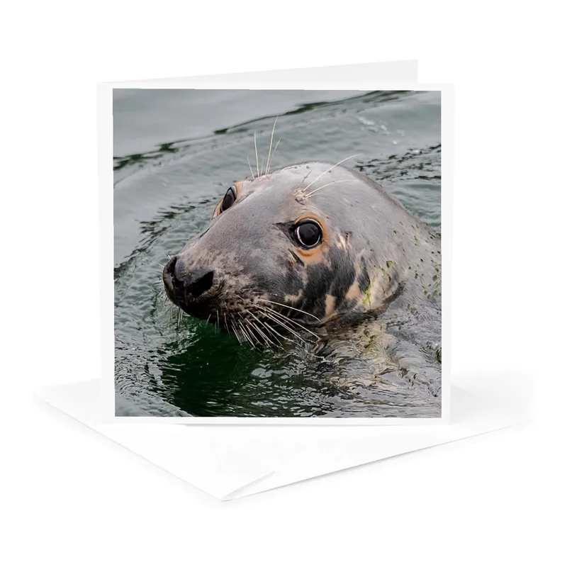 Harbor Seal Card for Thinking of You Moments
