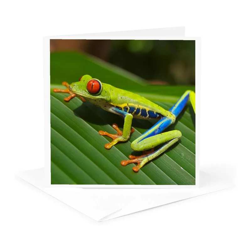Red Eyed Tree Frog Card for Nature Lovers