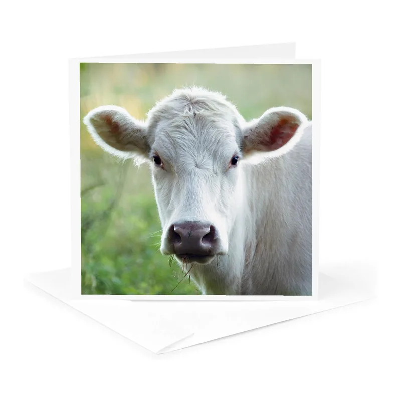Cow Lover Card with a Close-Up White Cow Portrait