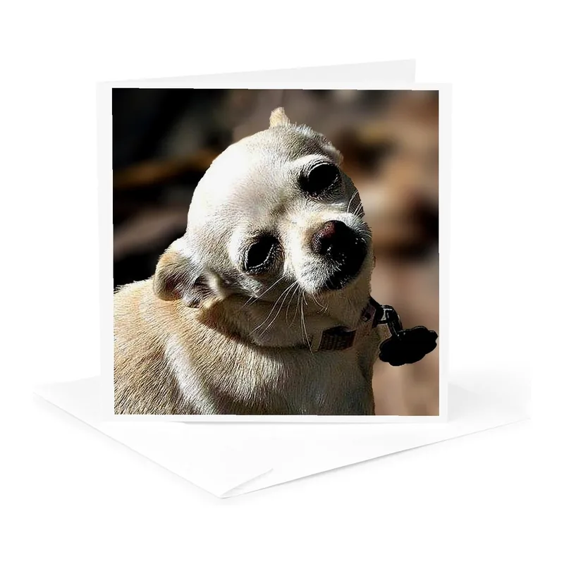 Chihuahua Photograph Portrait Card for Funny Thank You Notes