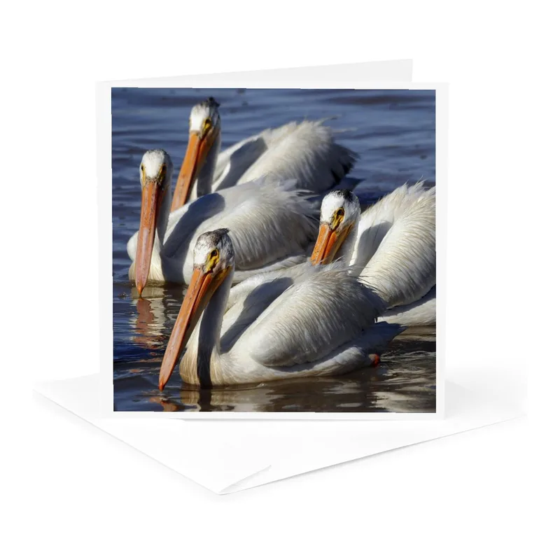 White Pelicans on Water Card: A Serene Bird Photography Greeting