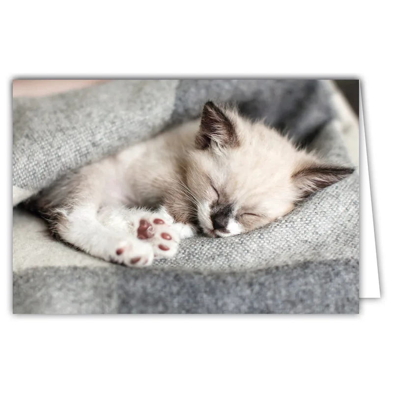 Sleeping Kitten Photo Card for Cat Lovers Who Love a Good Nap