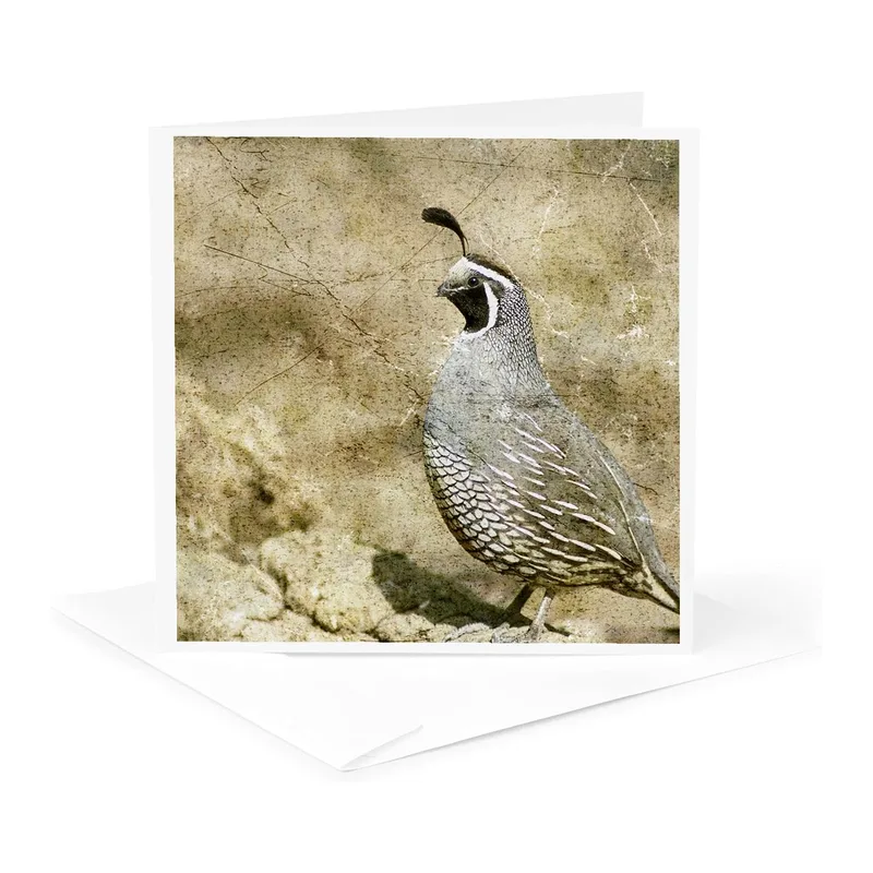 Quail on Textured Background Card: A Natural Wild Bird Print