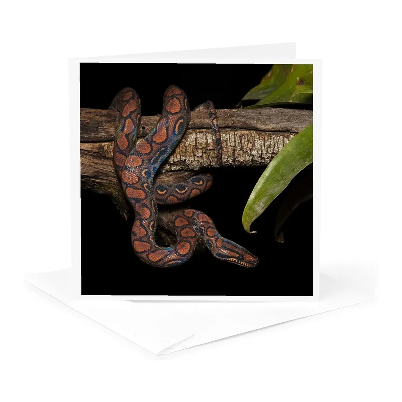 Snake on Branch Photo Card: A Rainbow Boa Greeting Card