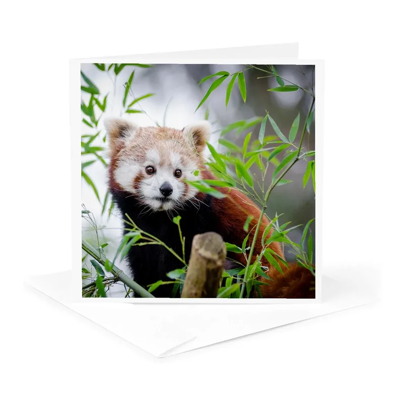 Red Panda Photo Card: A Cute Animal Greeting Card for Nature Lovers