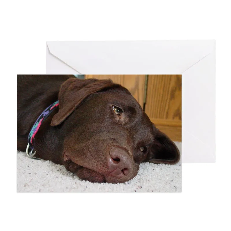 Sleeping Chocolate Labrador Card: A Resting Lab Greeting