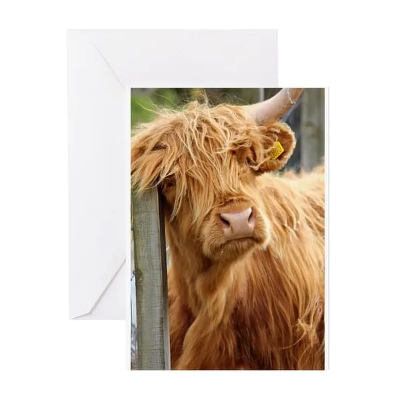 Shaggy Highland Cow Photo Card for Farm Lovers