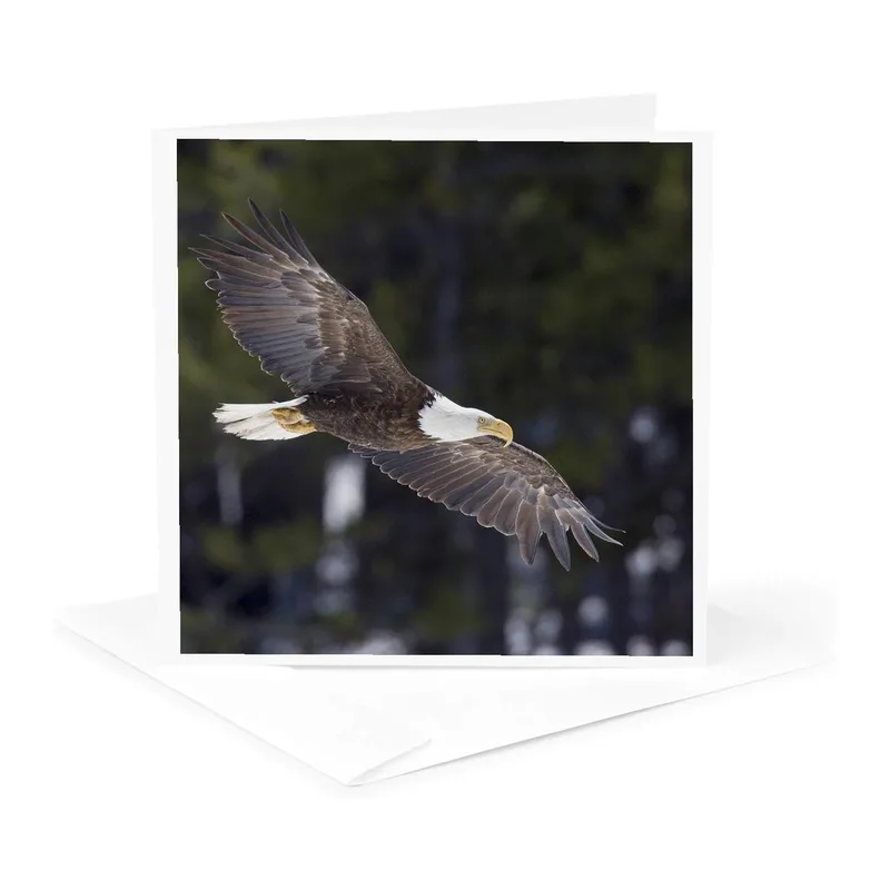 Bald Eagle Flying Dark Card: A Majestic Winter Flight Greeting