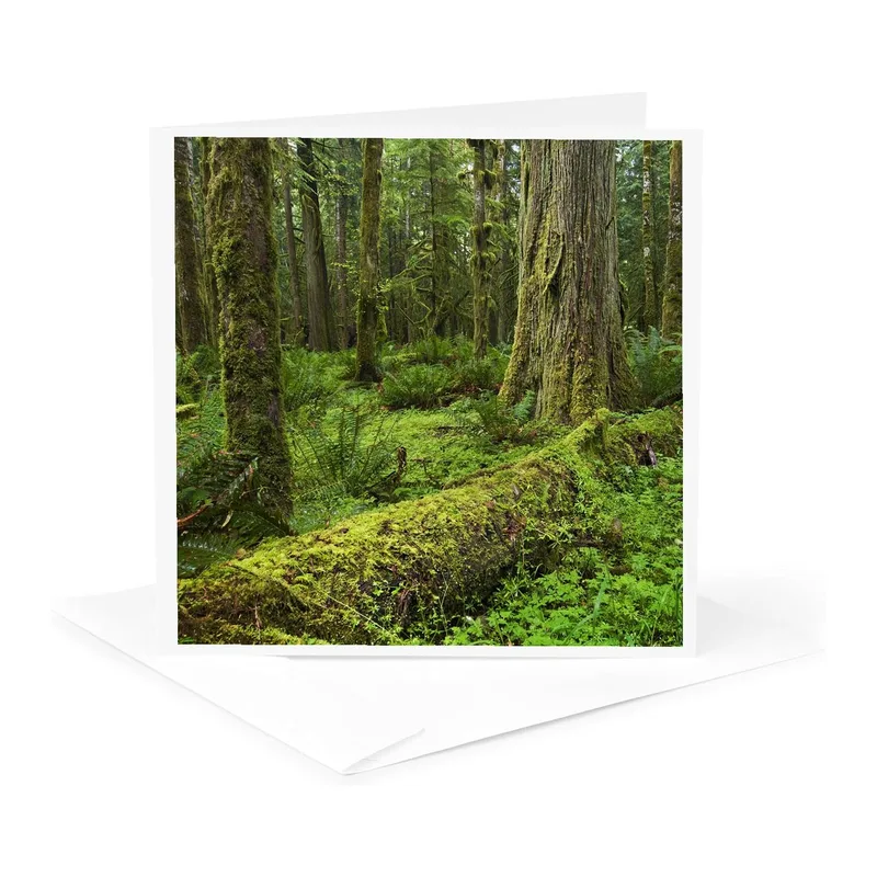 Green Mossy Rainforest Card: A Lush Forest Scene for Nature Lovers