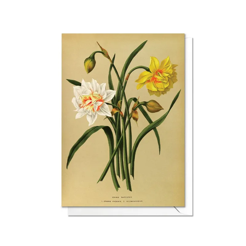 Vintage Daffodil Botanical Print Card – Greeting Card in natural