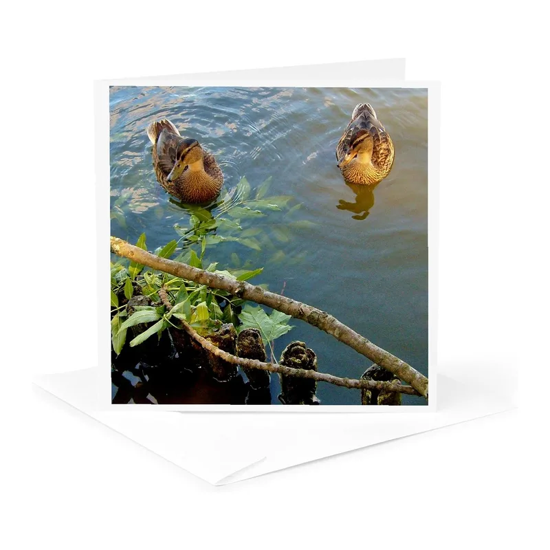 Ducks on Pond Branch Card: A Serene Waterfowl Greeting