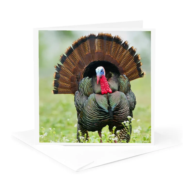 Male Turkey Displaying Feathers Card for Wild Bird Lovers