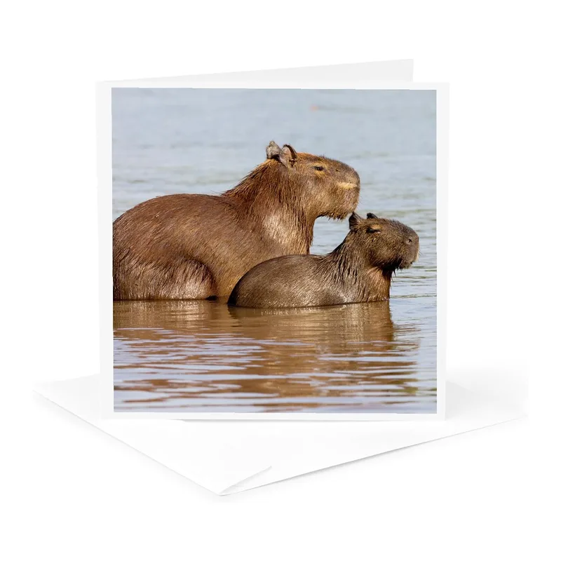 Capybaras Swimming Pond Card: A Serene Photo of Two Rodents in Water