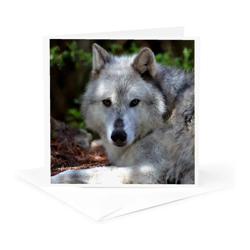 Grey Wolf Close-Up Card: A Staring Wildlife Greeting