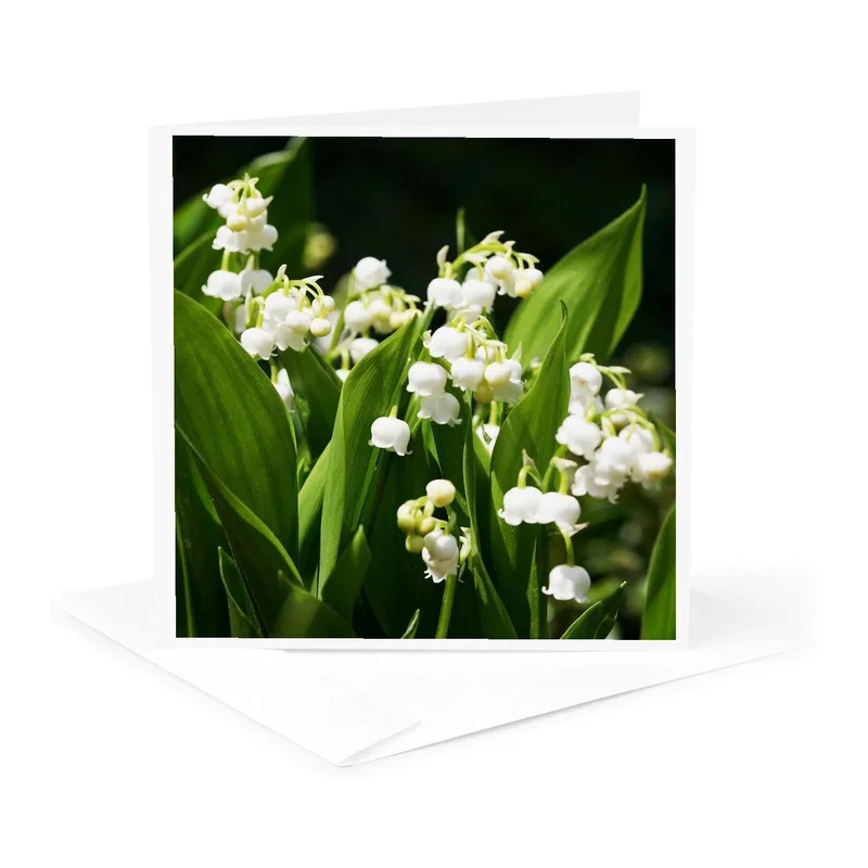 White Lily of Valley Card – Close up of white lily of the valley flowers with long green leaves – Greeting Card in natural