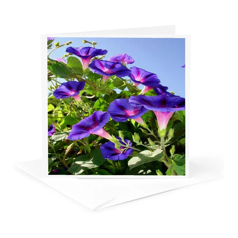 Purple Morning Glory Vines Card for Garden Lovers