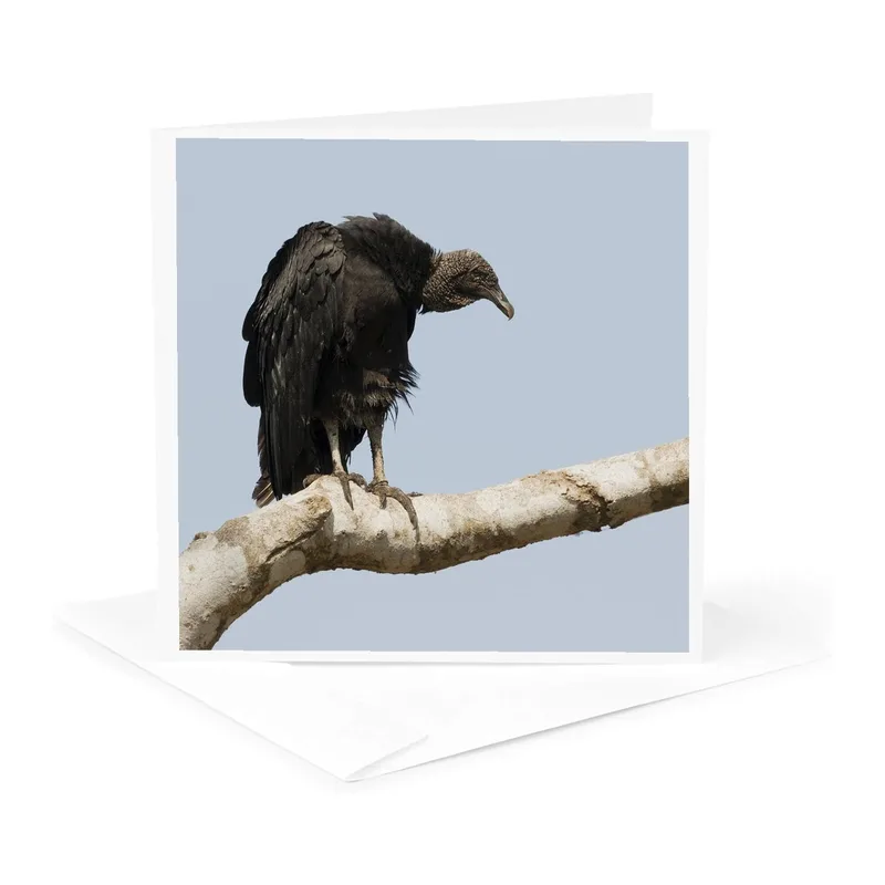 Black Vulture Gray Sky Card: PatientObserver on a Branch