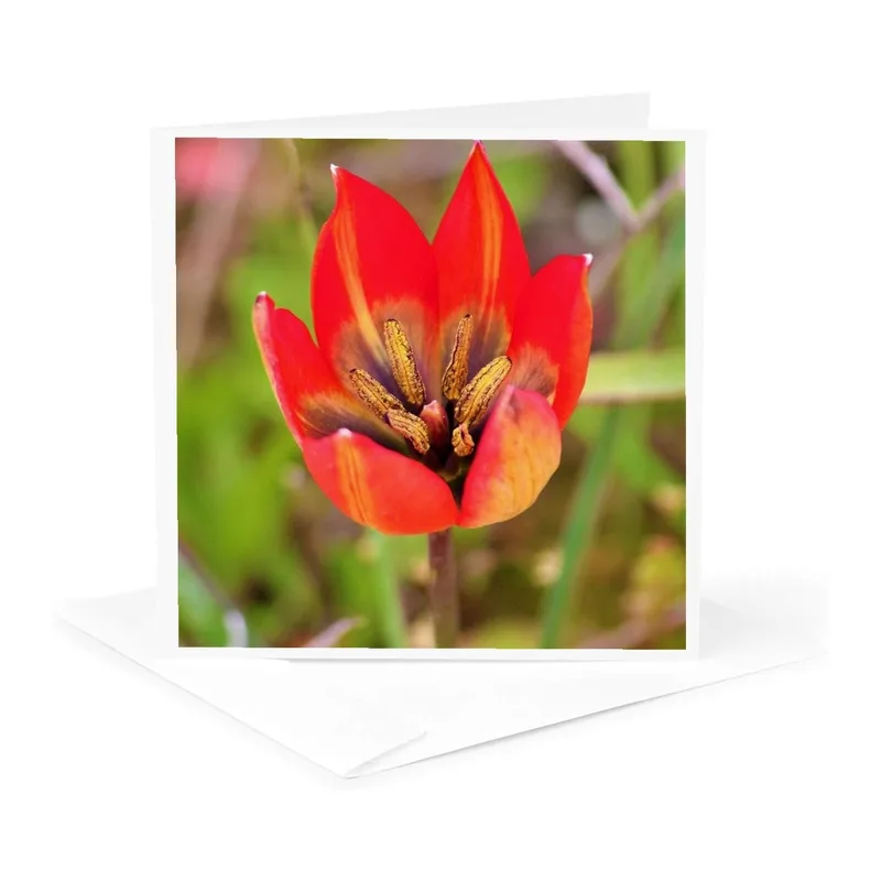 Red Yellow Tulip Card: A Vibrant Floral Thank You Note