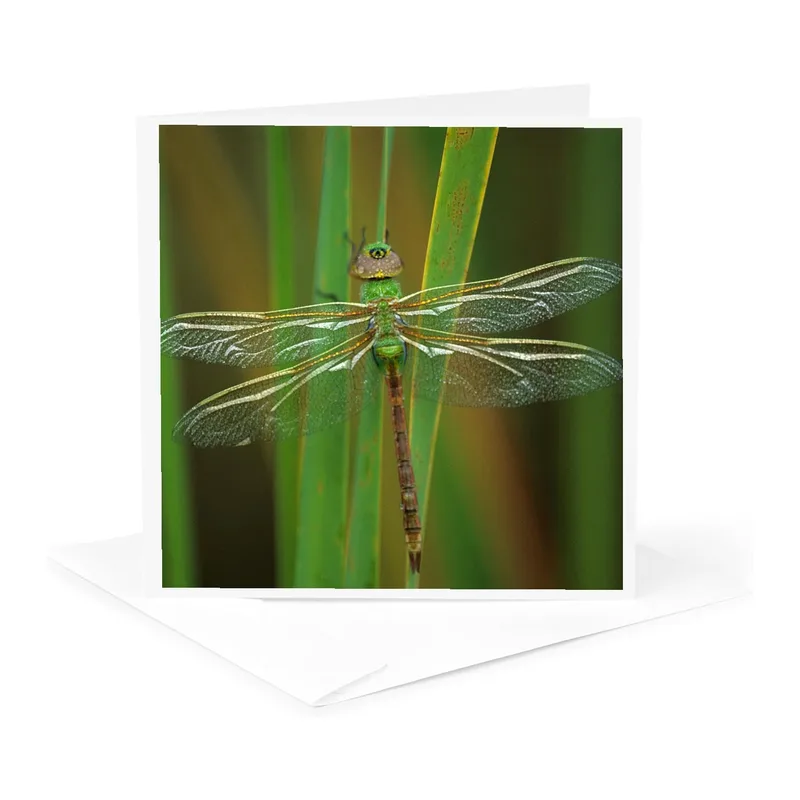 Dragonfly on Green Grass Card: A Nature Lover's Thank You