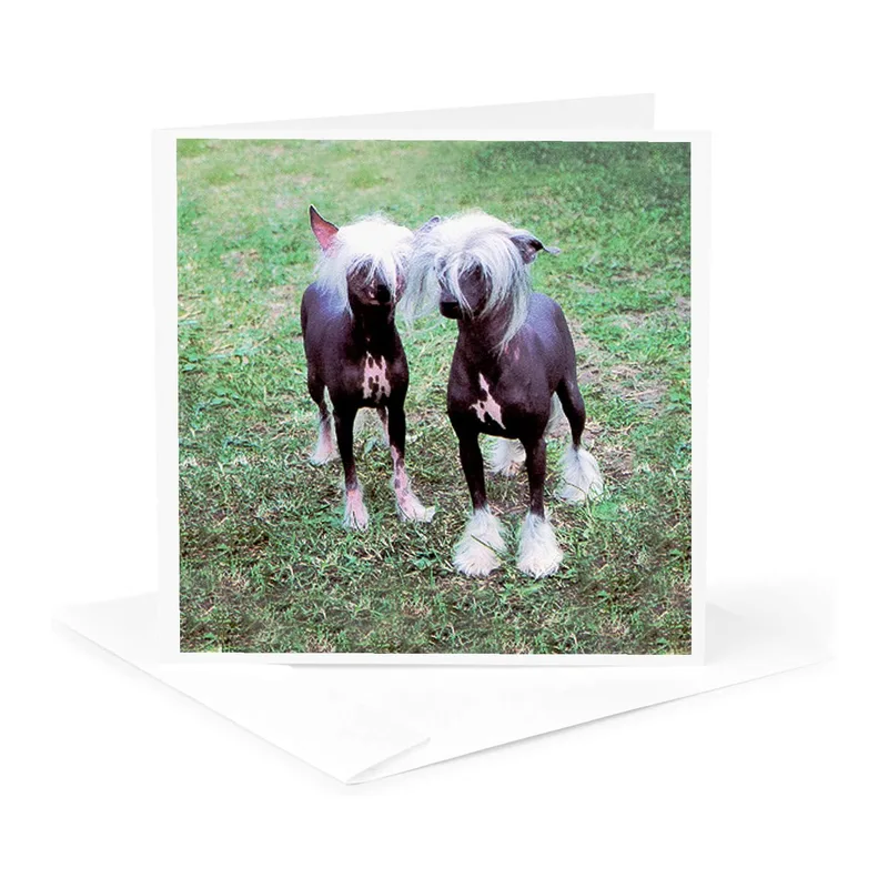 Two Hairless Dogs Card: A Greeting Card for Chinese Crested Lovers
