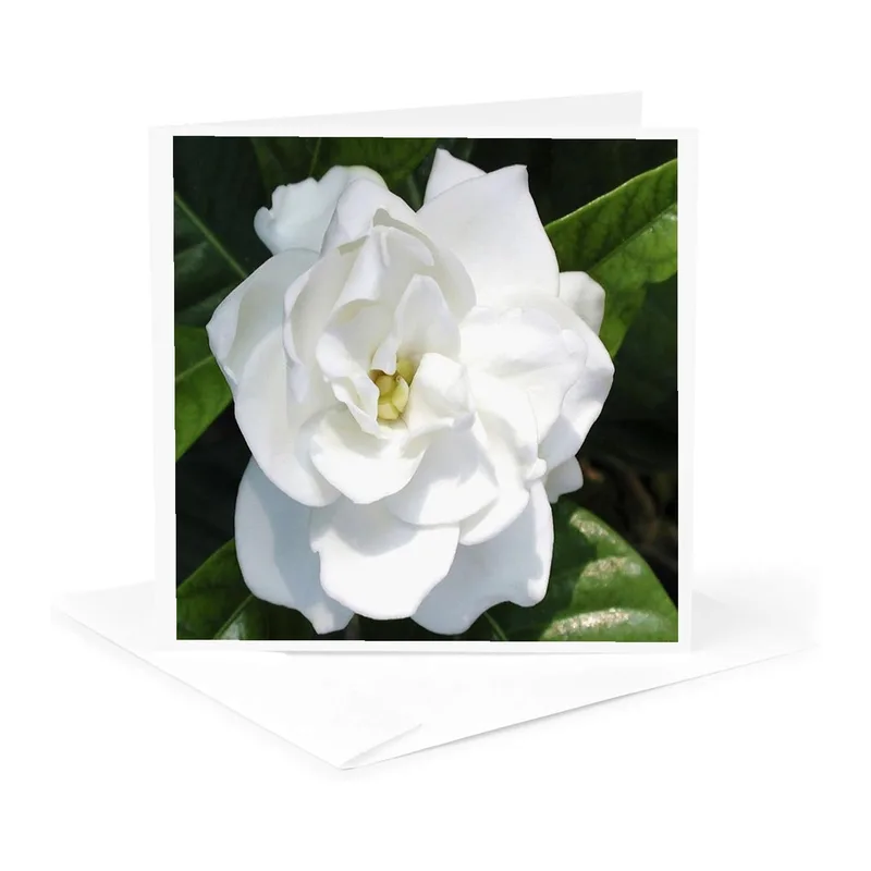 White Gardenia Close Up Card for Floral Appreciation