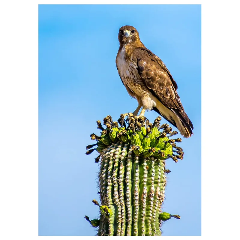 Hawk on Blue Sky Card: A Perched Red-Tailed Hawk on a Saguaro
