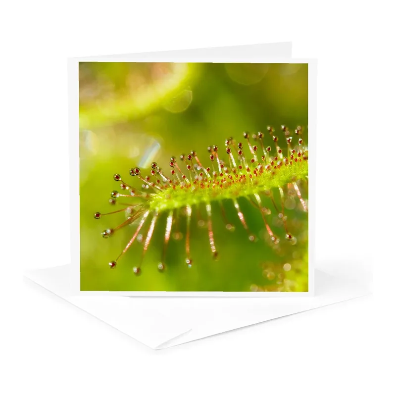 Green Sundew Close-up Card – Macro photography of a green sundew leaf with red sticky tentacles – Greeting Card in natural