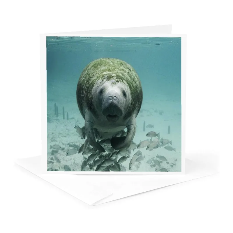 Green Manatee Underwater Card – Greeting Card in natural