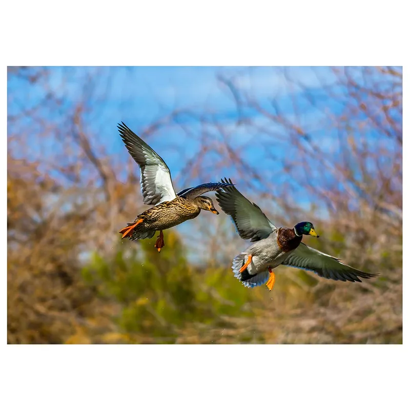 Two Mallards Flying Card – Male and female mallard ducks flying side by side against a blue sky – Greeting Card in natural