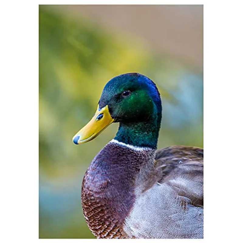 Green Head Mallard Duck Card: A Close-Up of Nature's Finest