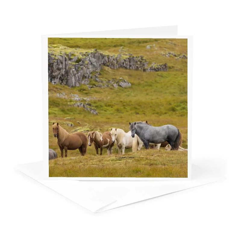 Icelandic Horses on Hillside Card: Rugged Equine Portrait