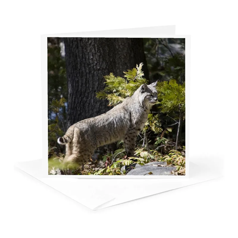 Bobcat in Forest Photo Card: Wild Wildlife Greeting