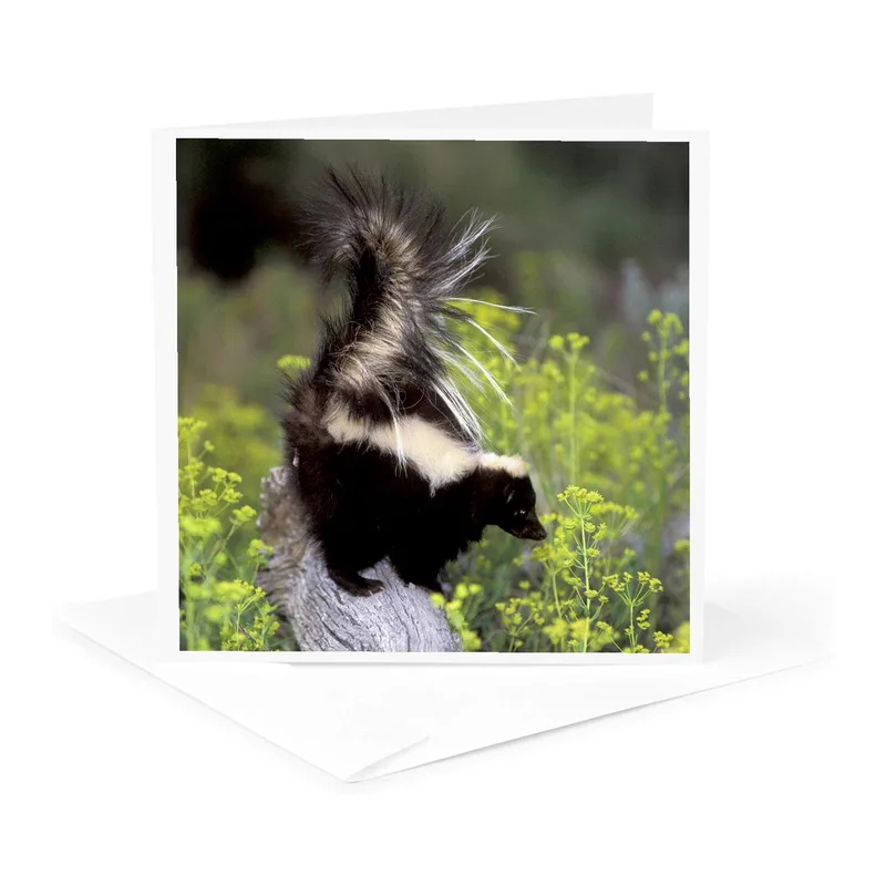 Black White Skunk Photo Card: A Wild Thank You Note