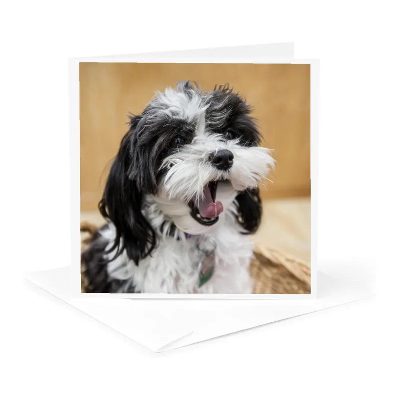Black White Maltipoo Puppy Card for Poodle Lovers