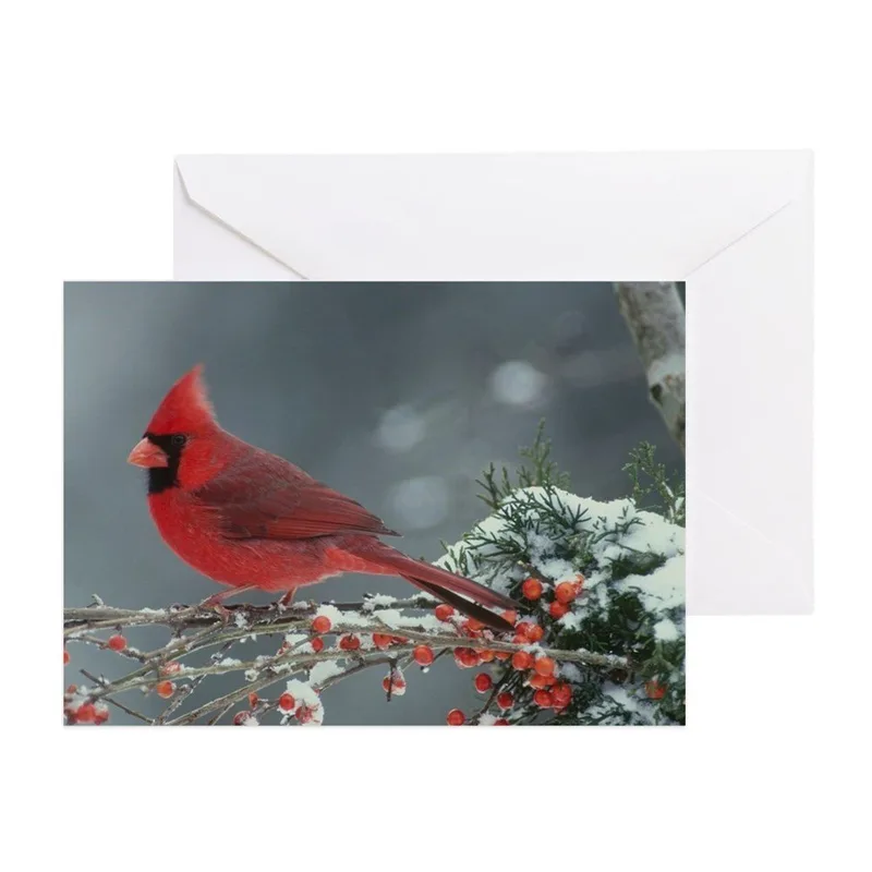 Red Cardinal Photograph Card: A Winter Bird on Snowy Berries
