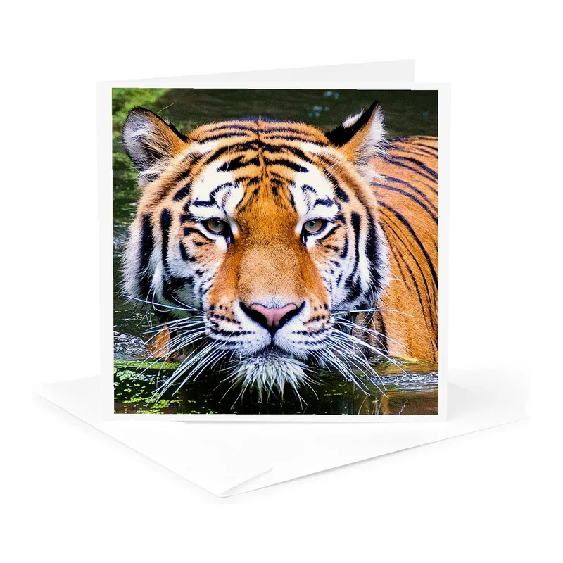 Tiger Face in Water Card: A Wild Greeting for Nature Lovers