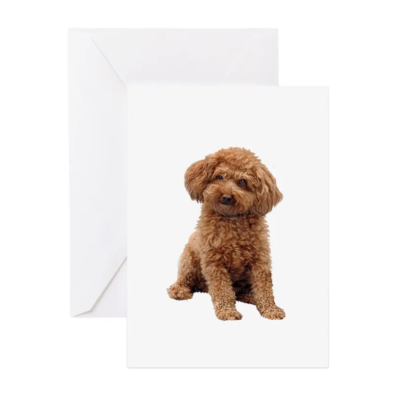 Apricot Poodle Photo Card: A Fluffy Thank You Greeting