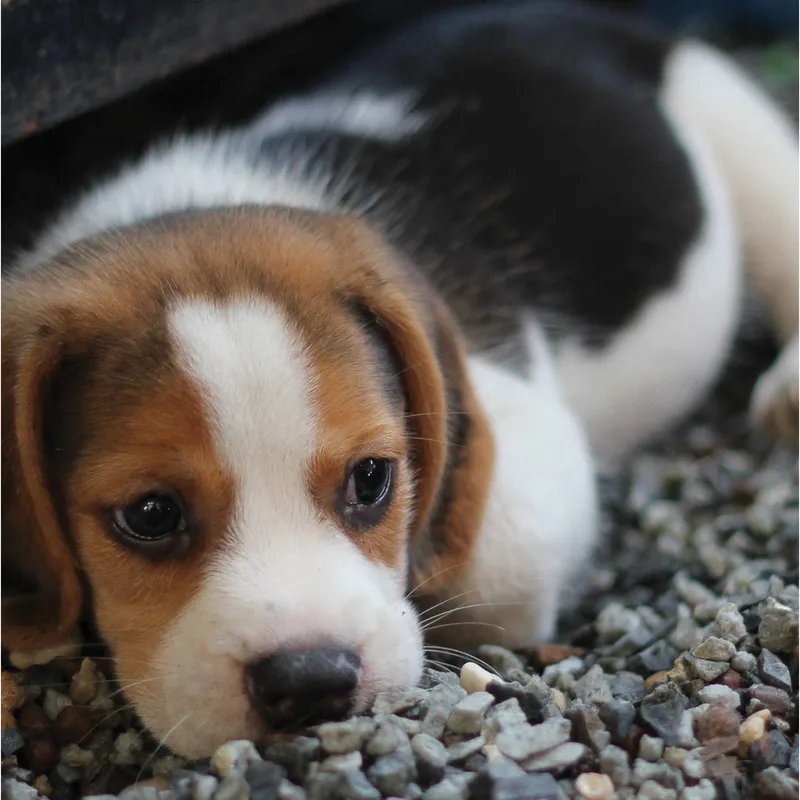 Beagle Puppy Photo Card: A Sweet Greeting for Dog Lovers