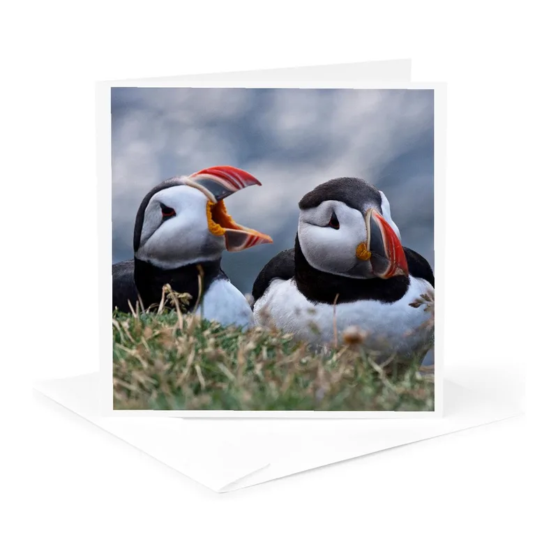 Two Puffins Photo Card: A Funny Pair of Seabirds