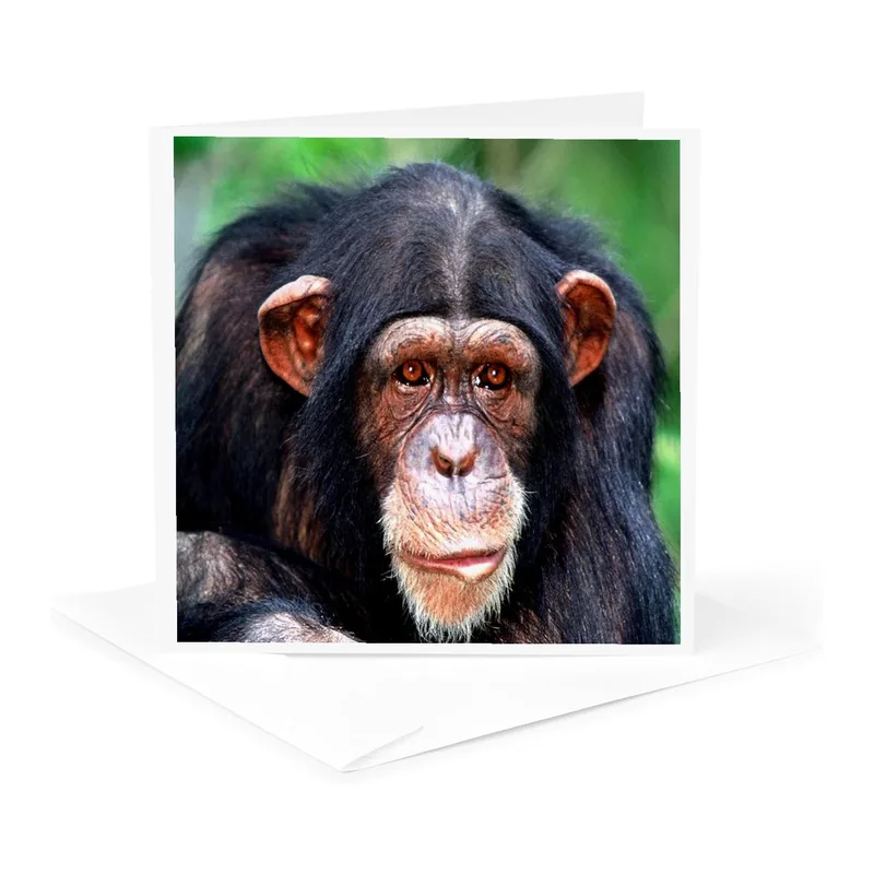Chimpanzee Face Photo Card for Apes and Animal Lovers