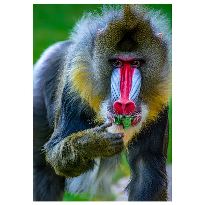 Baboon Eating Snack Card: A Funny Wildlife Greeting for Animal Lovers