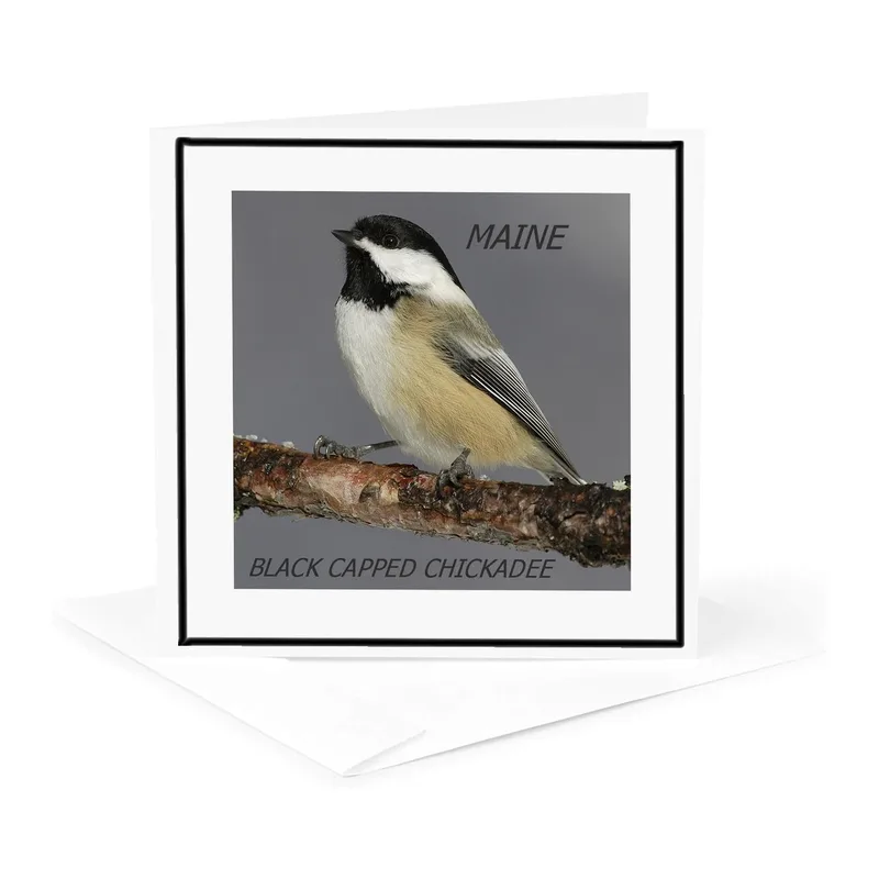 Black Capped Chickadee Photo Card Celebrating Maine's State Bird