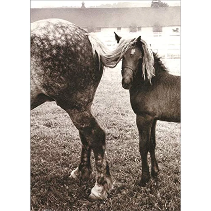 Horse Foal Photo Encouragement Card for a Gentle Nudge