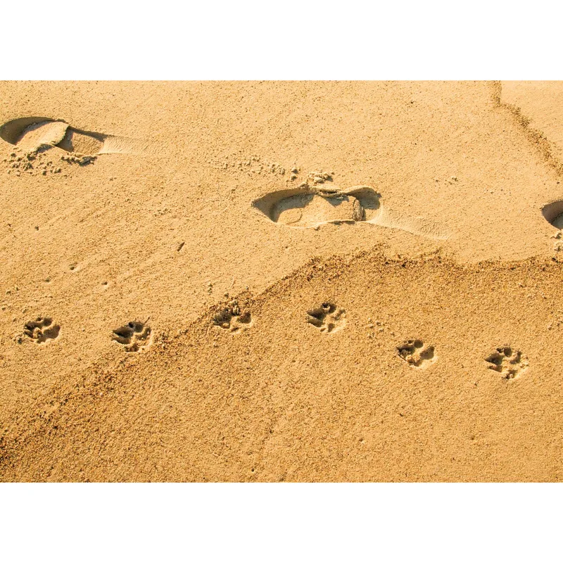 Paw Prints in the Sand Card for a Lost Dog